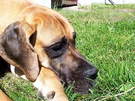 Grand danois Hekla - Åh hvor er jeg dog træt..  billede 4