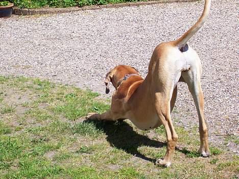 Grand danois Hekla - Åh, det er da tosset os at ligge bagdelen ned, bare for at sove..  billede 5