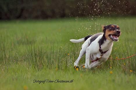 Dansk svensk gaardhund Riko - Foto Trine Christensen.dk billede 15