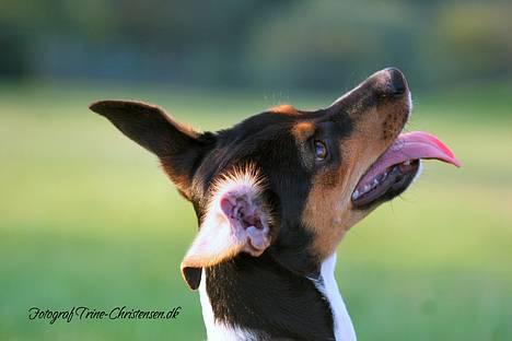 Dansk svensk gaardhund Riko - Foto Trine Christensen.dk billede 17