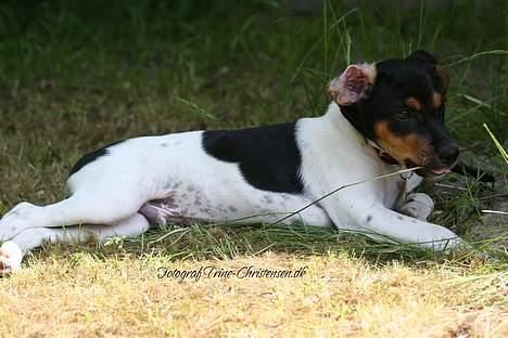 Dansk svensk gaardhund Riko - Foto Trine Christensen.dk billede 18