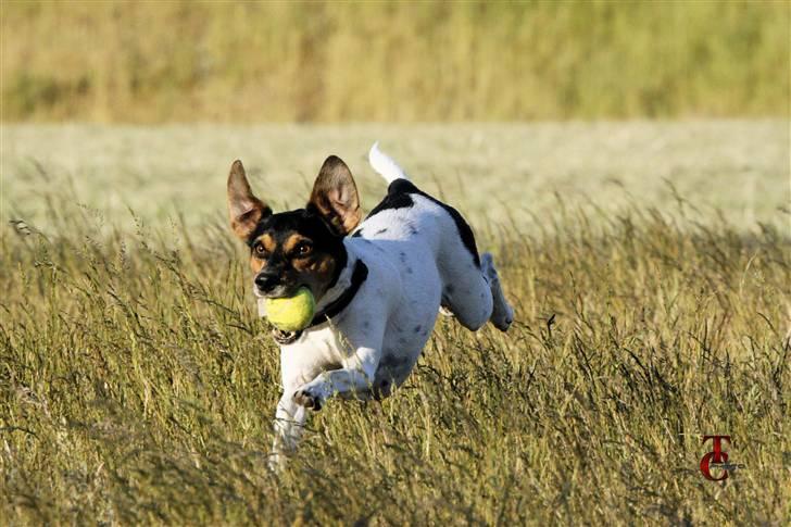 Dansk svensk gaardhund Riko - Foto Trine Christensen.dk billede 20