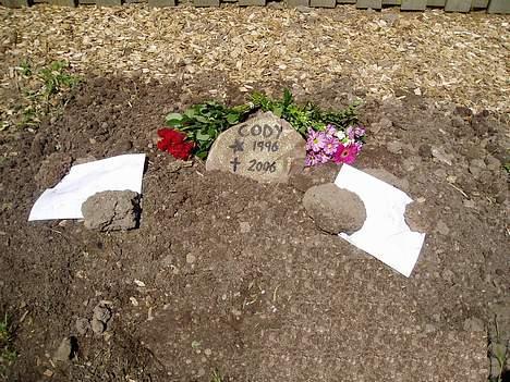 Blanding af racer Cody *DØD* - Det sidste hvilested!!! R.I.P billede 20