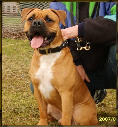 Olde english bulldogge Xantos  (Memory R.I.P.) billede 1