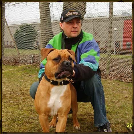 Olde english bulldogge Xantos  (Memory R.I.P.) billede 2