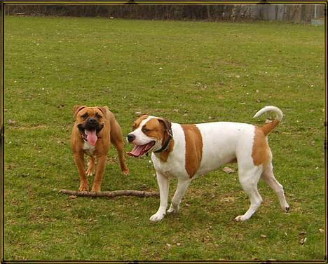 Olde english bulldogge Xantos  (Memory R.I.P.) billede 3