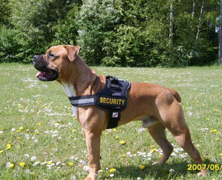 Olde english bulldogge Xantos  (Memory R.I.P.) billede 4