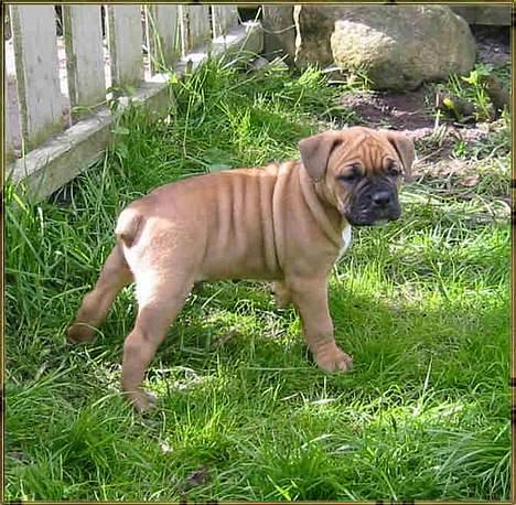 Olde english bulldogge Xantos  (Memory R.I.P.) billede 5