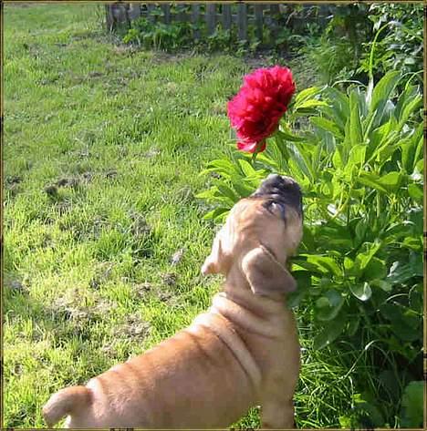 Olde english bulldogge Xantos  (Memory R.I.P.) billede 6