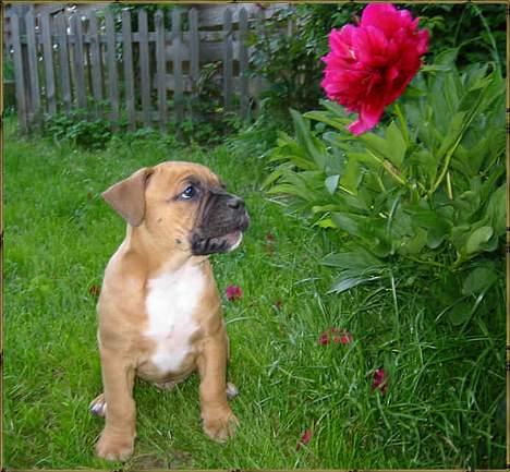 Olde english bulldogge Xantos  (Memory R.I.P.) billede 7