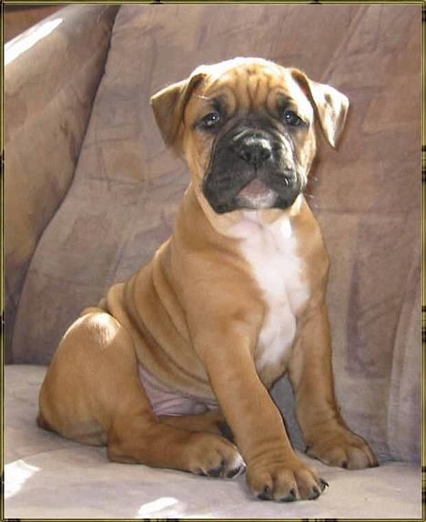Olde english bulldogge Xantos  (Memory R.I.P.) billede 8