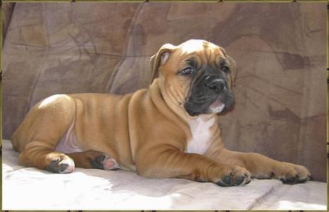 Olde english bulldogge Xantos  (Memory R.I.P.) billede 9