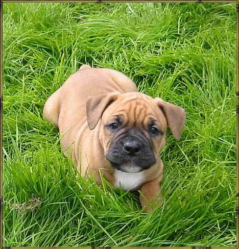 Olde english bulldogge Xantos  (Memory R.I.P.) billede 10