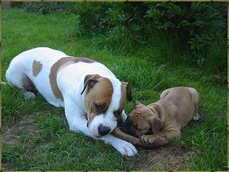 Olde english bulldogge Xantos  (Memory R.I.P.) billede 11