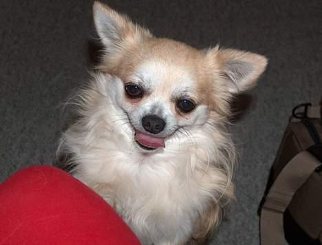 Chihuahua Gizmo - En lille forpustet gizmo.. billede 1