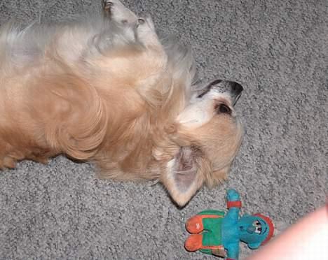 Chihuahua Gizmo - sådan ser han ud når han vil kæles med ..  billede 2