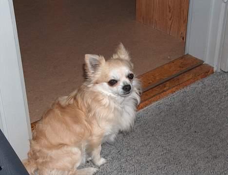 Chihuahua Gizmo - Gizmo venter på sin mor kommer hjem fra skole..  billede 3