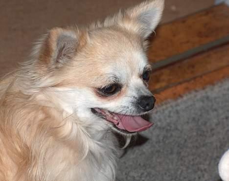 Chihuahua Gizmo - han er jo en smuk lille hund..  billede 4