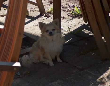 Chihuahua Gizmo - Gizmo i haven..  billede 5