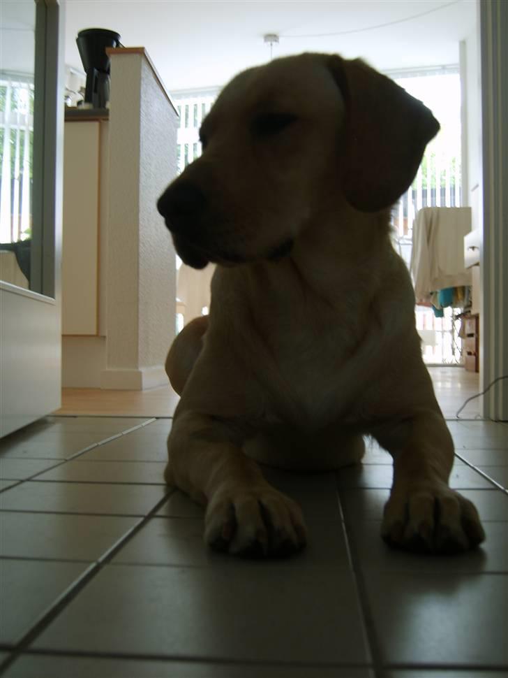 Labrador retriever Berta billede 8