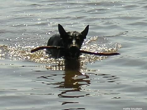 Blanding af racer Daisy*RIP* - årets første dukkert... :-) billede 8