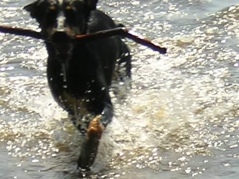 Blanding af racer Daisy*RIP* billede 9