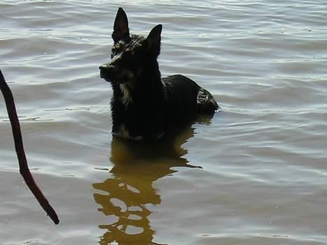 Blanding af racer Daisy*RIP* billede 10