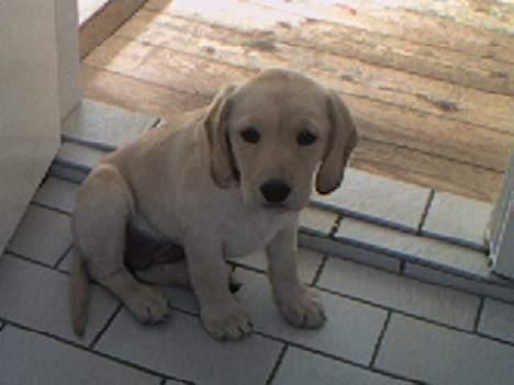 Labrador retriever Berta - Kommer du ikke og leger moar? (31/5-06) billede 10