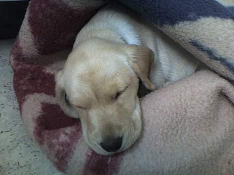 Labrador retriever Berta - Kan man sove bedre?! (1/6-06) billede 11