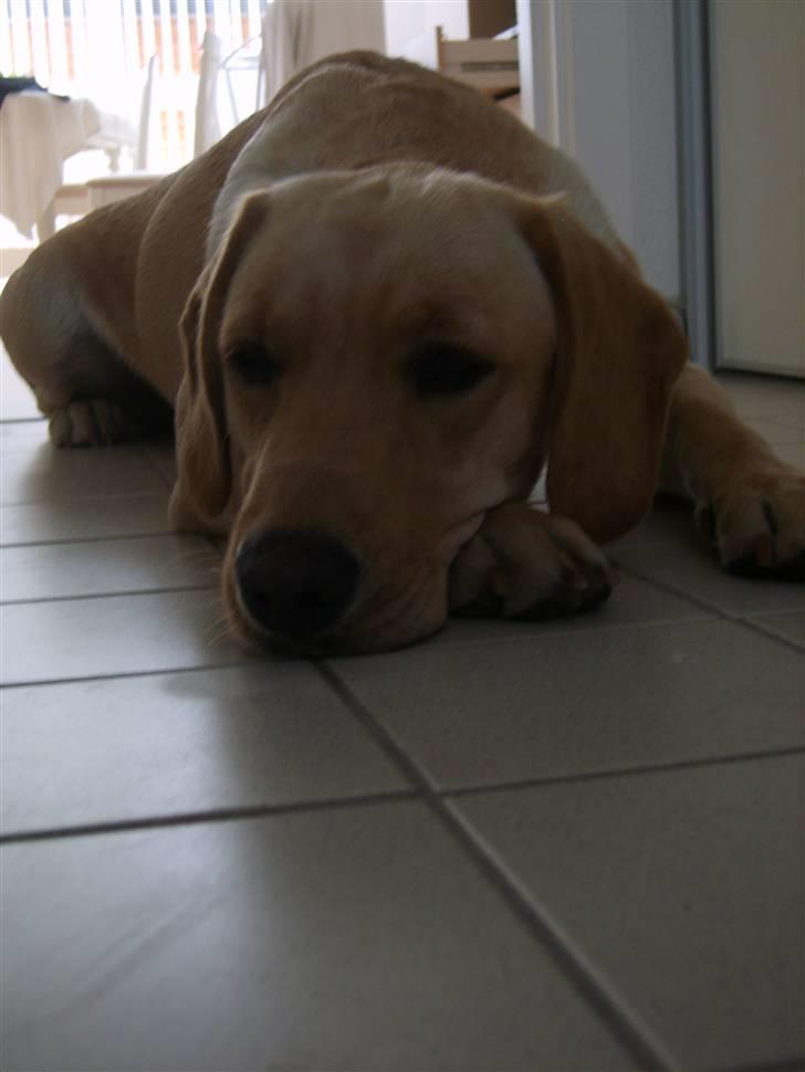 Labrador retriever Berta billede 12