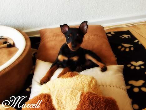 Dvaergpinscher Marcell - "Lounger lige på mine puder, mens far siger dumme lyde for at få min opmærksomhed... Han behandler mig som en lille baby altså... Tsk tsk..." billede 1