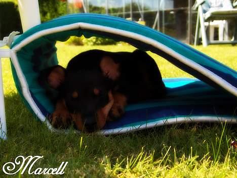 Dvaergpinscher Marcell - "Fanger lige en morfar i haven i læ for den varme sol... Er sak´sus´me træt efter at have leget vildt med hele familien..." billede 2