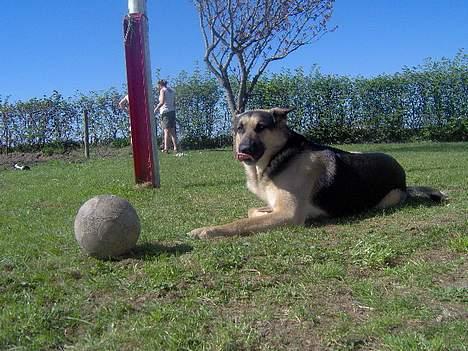 Schæferhund Rex(The King) billede 17