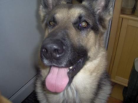 Schæferhund Rex(The King) billede 19