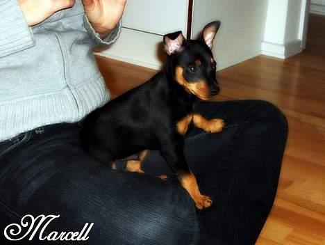 Dvaergpinscher Marcell - "Sidder lige på mor og checker mit nye hjem ud... Lidt under min standard, men whatever hvis de kan li´ at bo sån´..." billede 3