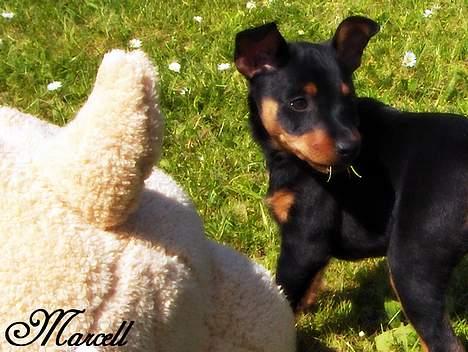 Dvaergpinscher Marcell - "Har da lige sat den store bamse på plads og har nu øje på en orange bold... Den ska´ jeg da ha´... Det ska´ jeg da..." billede 4