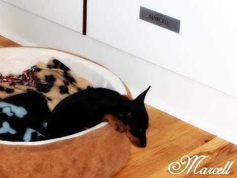 Dvaergpinscher Marcell - "Snupper lige en veltrængt lur... Hænger lige ud over kanten da mine forældre sæ´føli har købt ALT for små senge til mig... Men ak ja, må jo nøjes..." billede 5