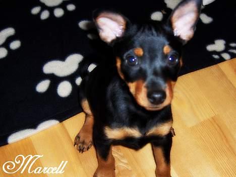 Dvaergpinscher Marcell - "Hvaaaaa... Far ville bare tage et billede!?... Troede han havde snacks maaaaan... Daaamn!!... Tsk tsk..." billede 6