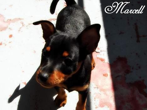 Dvaergpinscher Marcell - "Viser da lige flaget på altanen... Må lige ha´ en snak med far, for ska´ jeg bo her ska´ den da vist renoveres..." billede 7