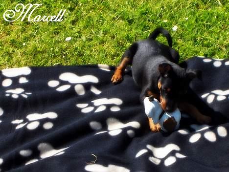 Dvaergpinscher Marcell - "Ude i haven med mor og far og nyde solen... Viser lige det her piv-dyr hvem der bestemmer her..." billede 8