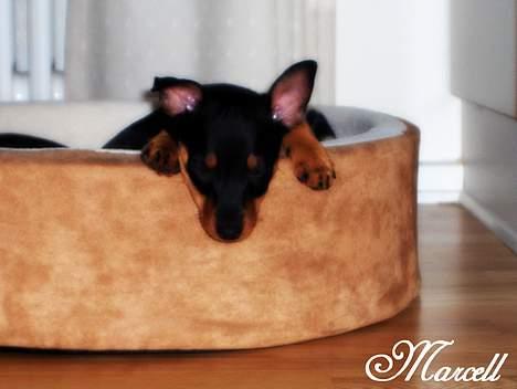 Dvaergpinscher Marcell - "Tager lige en slapper du ved... Det gør jeg faktisk ret meget i, bare ikke særlig lang tid af gangen... Det da for kedeligt, vil hellere tumle rundt jo..." billede 9