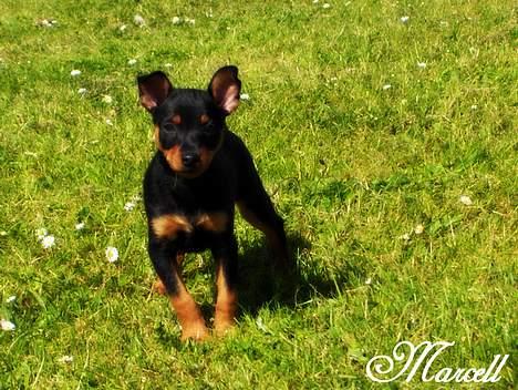 Dvaergpinscher Marcell - "Check mig da lige ud... Who da man?... What´s my name?... Daaaaaamn jeg er badass krydret med lidt sæjsy charme hva... TOP DOOOOOG !!!..." billede 10