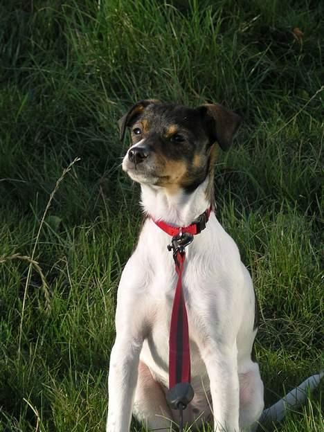 Dansk svensk gaardhund Cocio - her sidder jeg i min have og hærsker billede 5