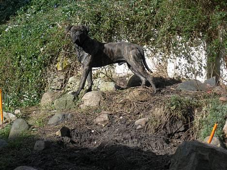 Blanding af racer Bongo (Død 2016)  billede 1