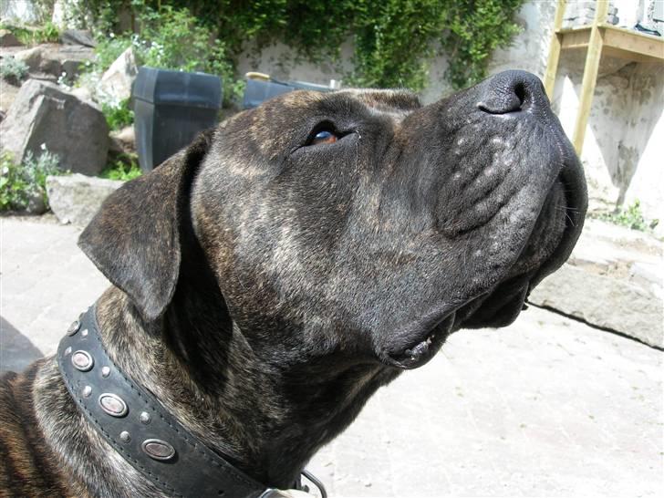 Blanding af racer Bongo (Død 2016)  billede 2