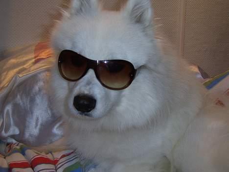 Samojedhund Bamse  - Jeg er gangster ;) Jeg er en cool hund :) billede 16