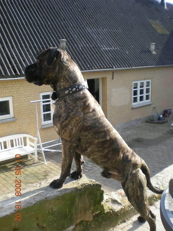 Blanding af racer Bongo (Død 2016)  billede 3