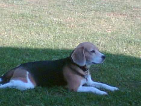 Beagle <3 PrinZezz $ille <3 -  jubiiiiiiiiiiiiii jeg har fundet skygge billede 13