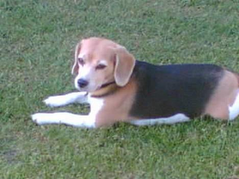 Beagle <3 PrinZezz $ille <3 -  jeg slapper af i græsset billede 14