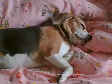Beagle <3 PrinZezz $ille <3 - slapper af i katharinas seng hihi :) billede 15